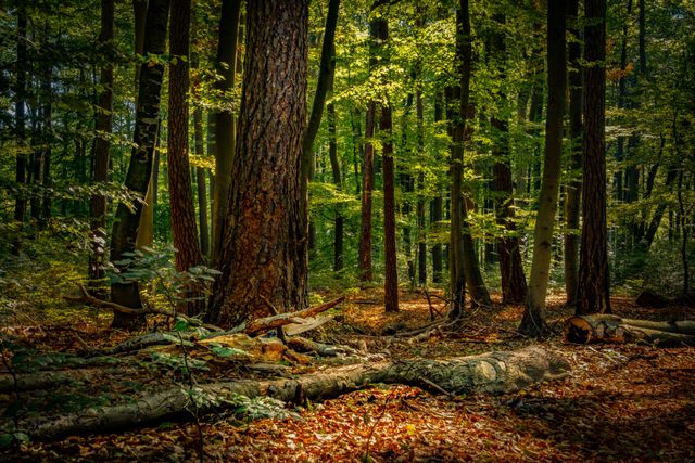 Replanter des forêts pour restaurer les écosystèmes