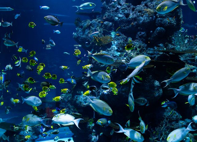 Protéger nos océans et leur biodiversité